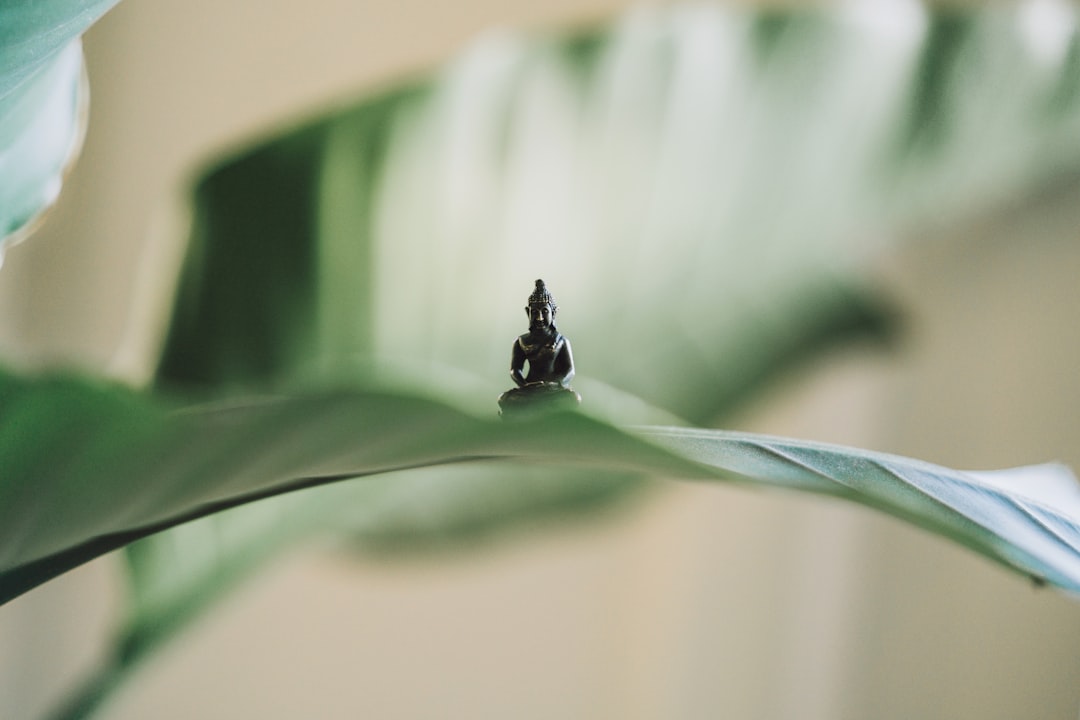 Photo Meditation